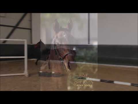 Stallion by Da Costa x Scolari