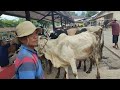Kumpulan Sapi Lucu Tanduk Panjang Turun Dari Truk ️