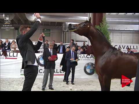 N.198 MORION - Verona 2017 - 4-6 Years Old Stallions (Class 10)