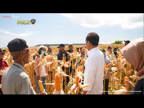 PRESIDEN JOKOWI TINJAU PANEN JAGUNG DI SUMBAWA
