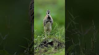 Download lagu CUITAN BURUNG MERDU 😍 | #jagatburung #suaraburungliar #birdsounds mp3