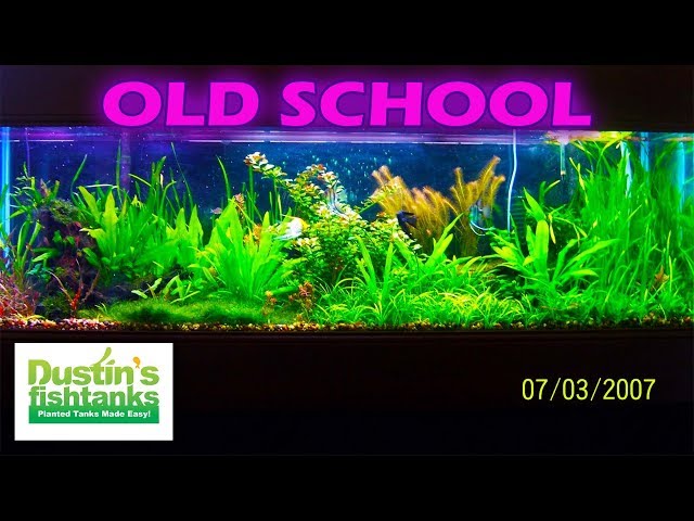 BIRTH to DEATH Throw Back - Old 125 Gallon Planted Aquarium Remix