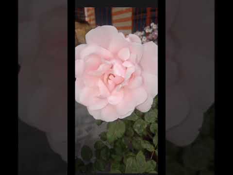 Hey ! I am vimla i have many flower look at them. Ager aap ko video  achi lagi to like  ,subscribe