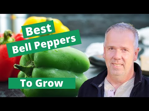 5 Best Bell Peppers to Grow