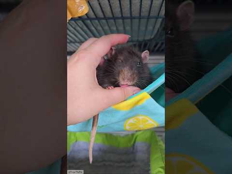 #TongueOutTuesday with sweet Arne 🥹🥰