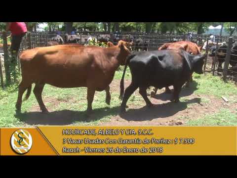 26-01-18 Venta de Vientre - Hourcade, Albelo y Cia. S.C.C. - Rauch