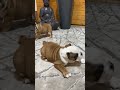 Bulldog Inglés cachorro en venta