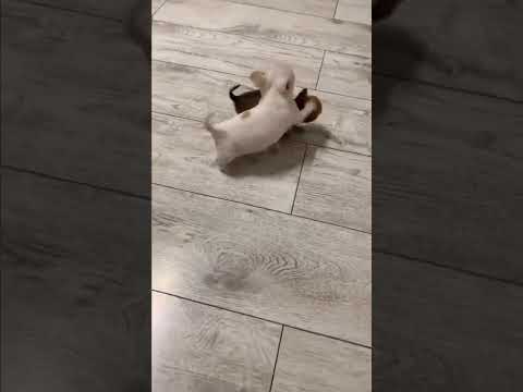 Mini Chihuahua Puppies🥰❤️