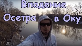 Рыбалка на осетре в московской области