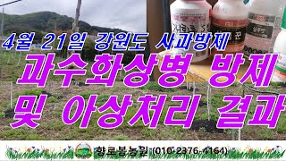 2년차 사과나무 아상처리 결과 싹이 잘 나왔네요~사과나무 과수화상병 2차 방제 및 살균,살충 1차 방제 동실…