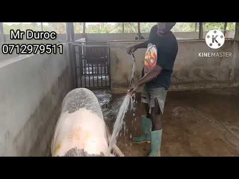 , title : 'Pig Farming & Management  in Tanzania~Nguruwe wa Kisasa wenye matuzo mazuri'