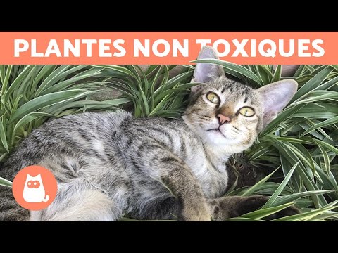, title : '20 PLANTES non toxiques pour CHAT 🌿 Découvrez-les !'