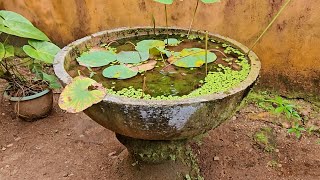 Cleaning Water Lily Fish Pond