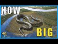 How Big Can An Anaconda Actually Get