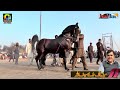 Ghulam e Ghazi l Horse Dance Jhangar Lal Nankana Sahib 14 15 Feb 2024 l Rai Ghulam abbas Mangeara