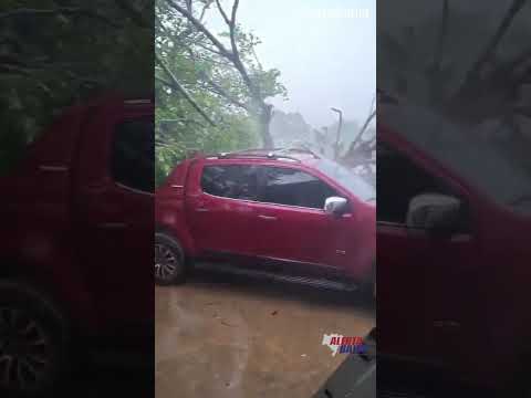 Chuva forte com vento derruba árvores e mata aves em Carinhanha