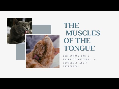 Understanding The Intricate Muscles of the Tongue