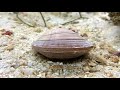 Facts The Northern Quahog Hard Clam