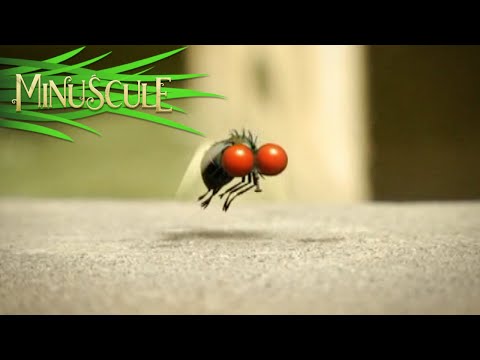 Minuscule - mouche folle/Mad Fly (Season 1)