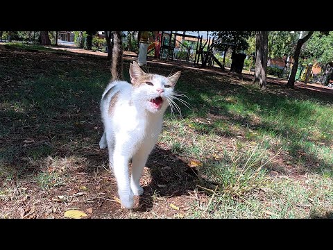 Geveze the stray cat I've known for 6 years doesn't let any cat come near to me