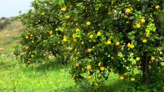 DoTerra Lemon Esenciálny olej citrónový 15 ml