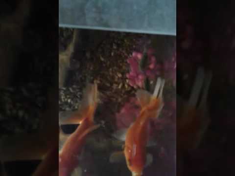 Goldfish y coridoras comiendo