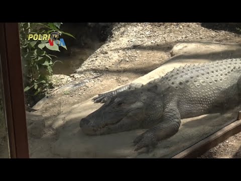 VOA - KAMPANYE MELAWAN IMPOR ILEGAL SATWA EKSOTIS KE AS