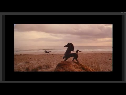 Majesty #BlackStallion #AdnanAliu #Shorts