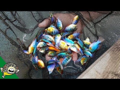 1 MILLION FISH at this Tropical Fish Farm. [Tour]