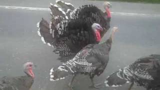 preview picture of video 'Turkey Traffic Jam in Topsfield, Maine'