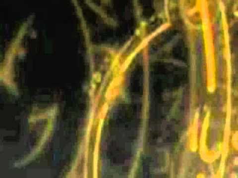 Chan1 - Digital Bibi