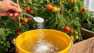 Watch Your Tomato Plants Thrive With This Top Tip For Newbie Gardeners