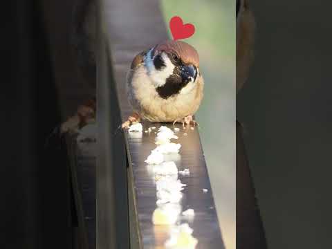 庭の鳥: 野生のスズメを飼いならすにはどうすればよいですか?彼と友達になるために従うべき5つのステップ  庭園