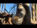 Wildlife Watch: Squirrels, Crows, Songbirds & Forest Critters Video for Cats & Dogs TV, Cat TV Birds