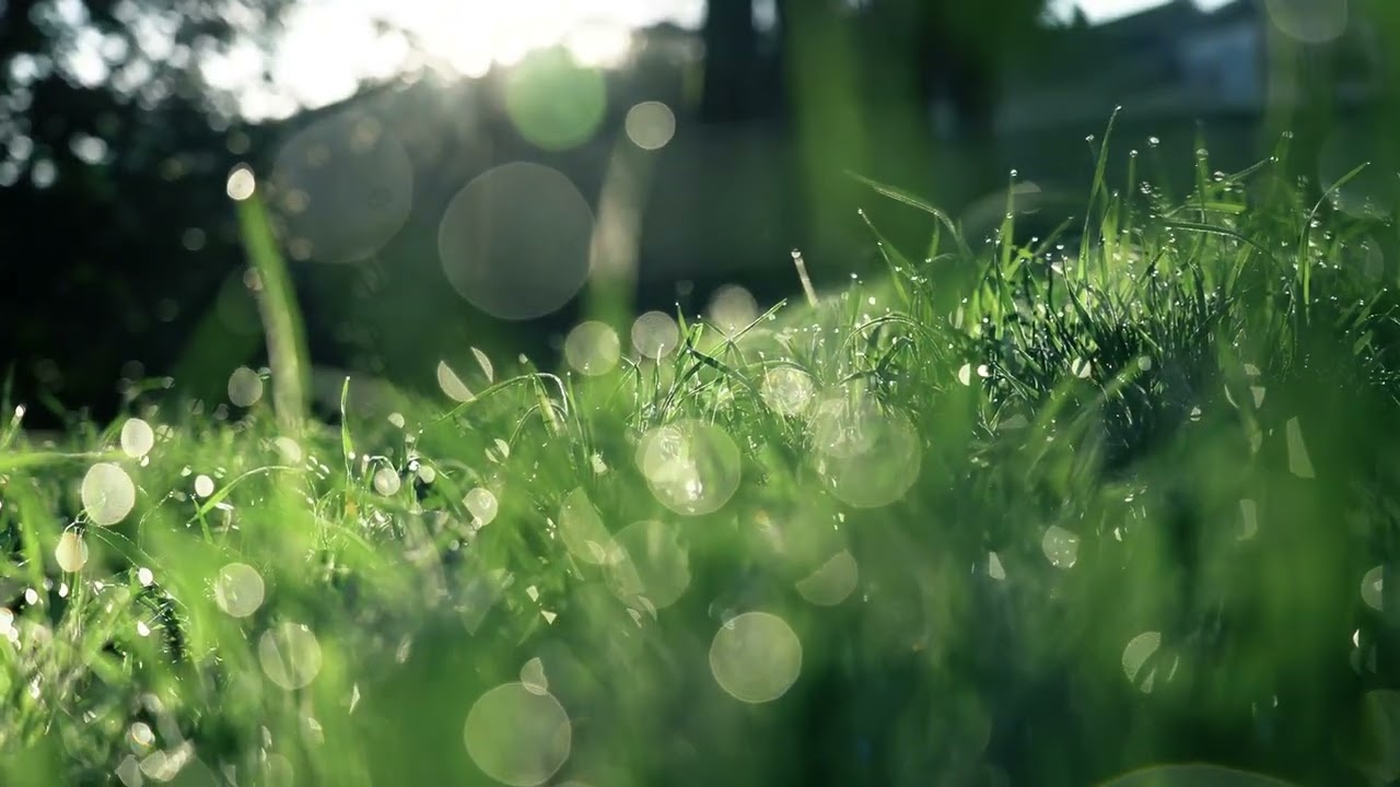 Nature 4KHD Grass Live Wallpaper