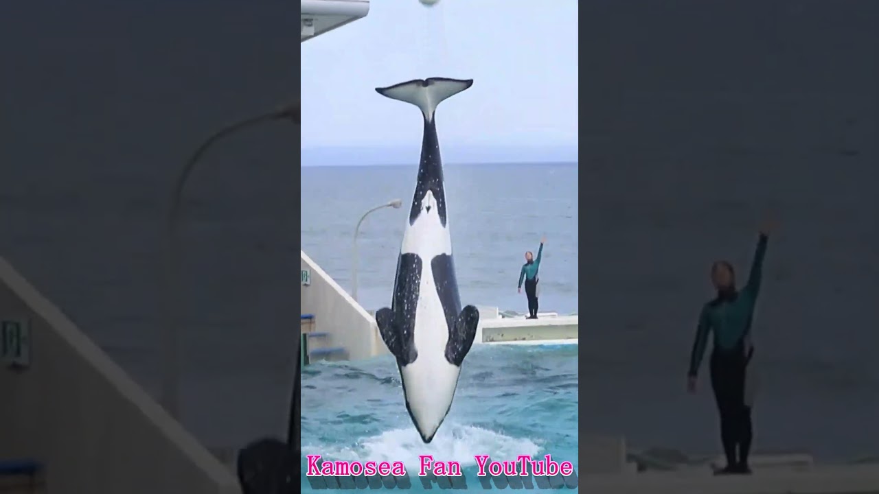 ララのルーピングキック安定感抜群!! #Shorts #鴨川シーワールド #シャチ #kamogawaseaworld #orca #killerwhale