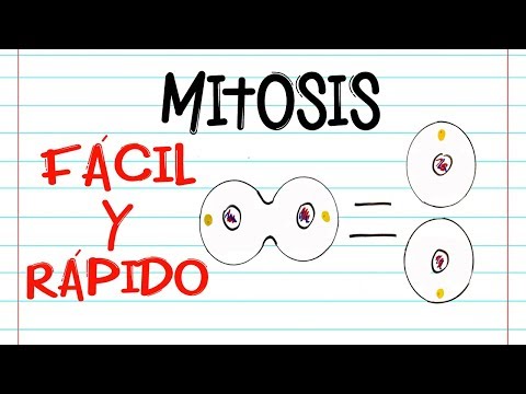 🌐 División celular: MITOSIS 🔬 | FASES | [Fácil y Rápido] | BIOLOGÍA |