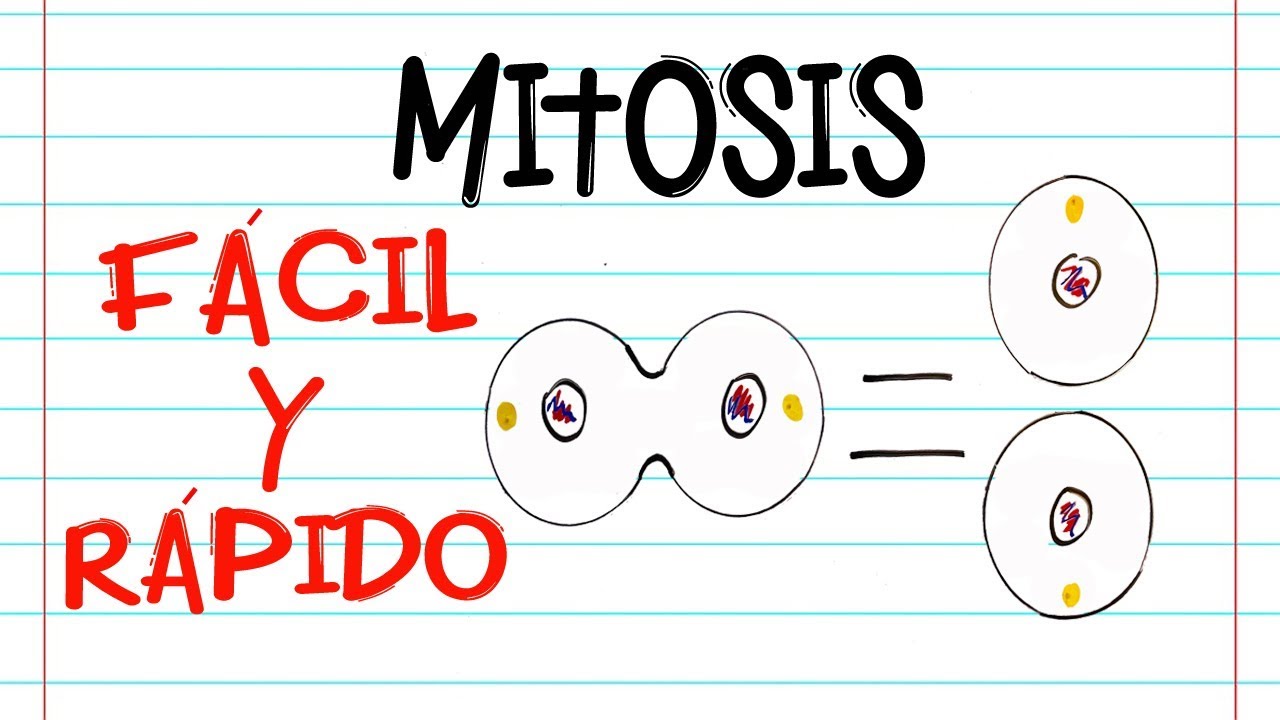 🌐 División celular: MITOSIS 🔬 | FASES | [Fácil y Rápido] | BIOLOGÍA |