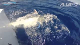 preview picture of video 'Port Douglas Marlin Challenge aboard Dragon Lady with drones above'