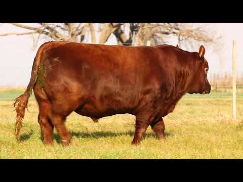 Red Prince 15211 Reckoning TE