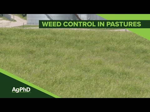 Weed Control In Pastures (From Ag PhD Show #1142 - Air Date 2-23-20)