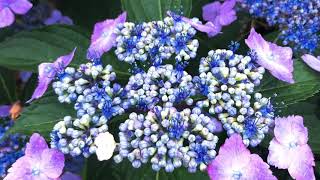 【アカペラで】雨と僕の話/back number【歌ってみた】