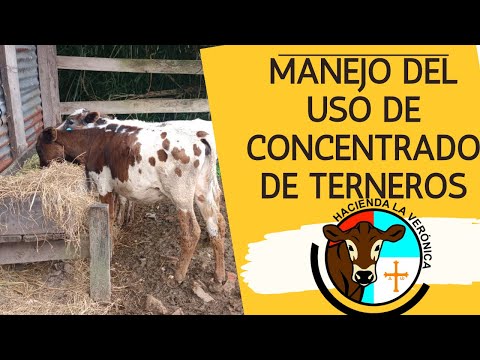 , title : 'COMO SE MANEJA EL CONSUMO DE CONCENTRADO EN LOS TERNEROS?'