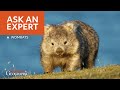 ASK AN EXPERT - Wombats