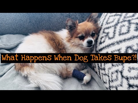 😵 MY DOG TOOK SUBOXONE!!! Buprenorphine Subutex Dental Teeth Cleaning