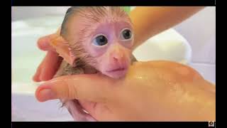 Little baby monkey sweet video.