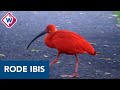 Vogelaars komen zeldzame rode ibis bekijken in Wateringen - OMROEP WEST