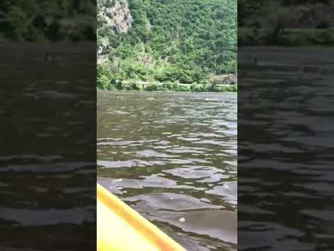 Some wildlife/views from the river.  Kayak from Edge of the Woods Outfitters