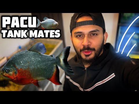 PACU FISH Top 5 Most Reliable Tank Mates - Imran's World