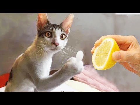 Crazy Angry Cats - Funniest Cats Reactions - Best Of The 2021 Funny Animal Videos